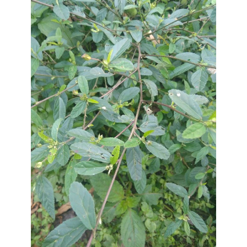 

Daun sanagori segar 250grm