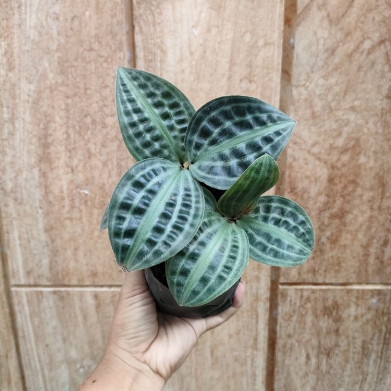 Tanaman Hias Pacing Kura