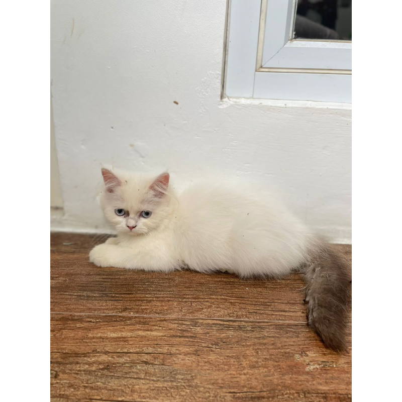 kitten ragdoll betina