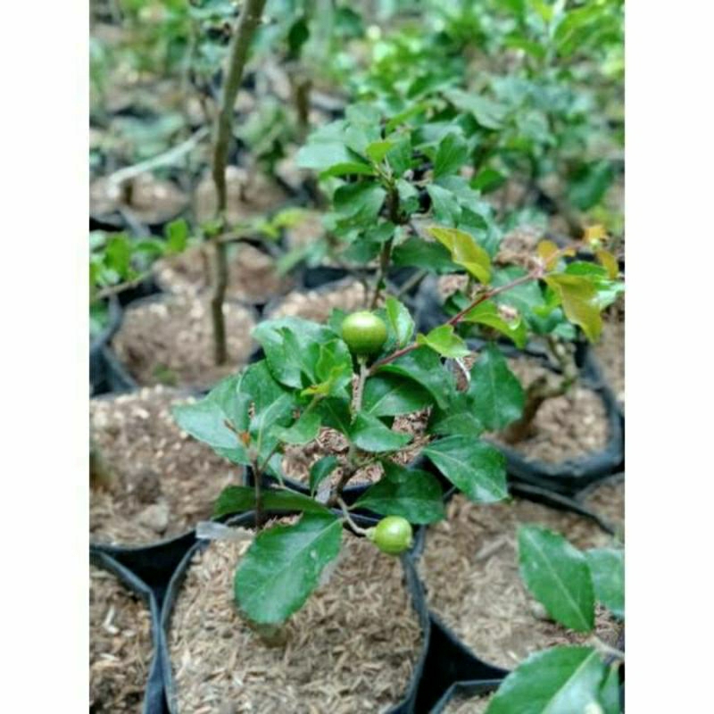 Bibit Cherry Jepang Kondisi Sudah Berbunga/Berbuah