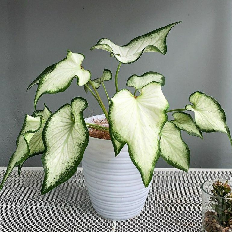 KELADI WHITE WHITE KNAIGHT BIBIT / KELADI HIAS / CALADIUM THAILAND/ TANAMAN KELADI / BUNGA KELADI HI