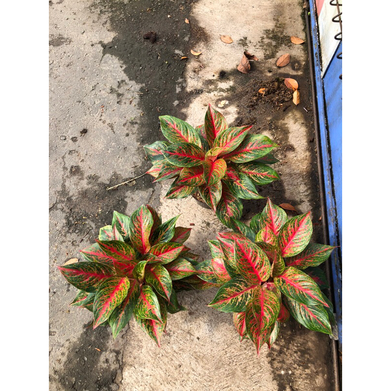 Aglaonema Red Anita Rumpun 5