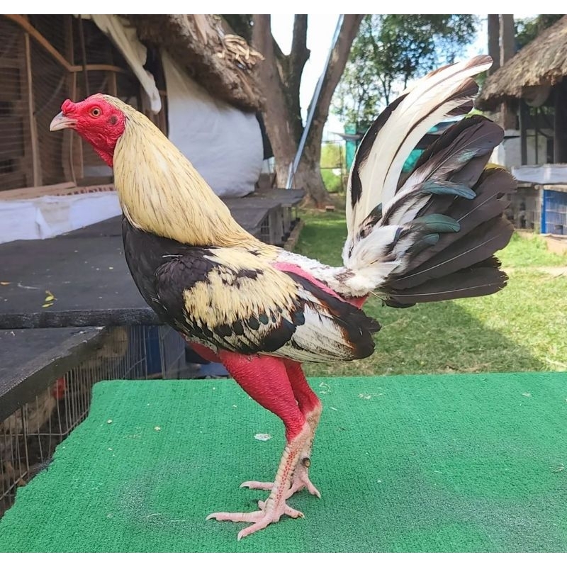 

JUAL TELUR AYAM PISAU FILIPIN BOSTOM PAKET 4 BUTIR