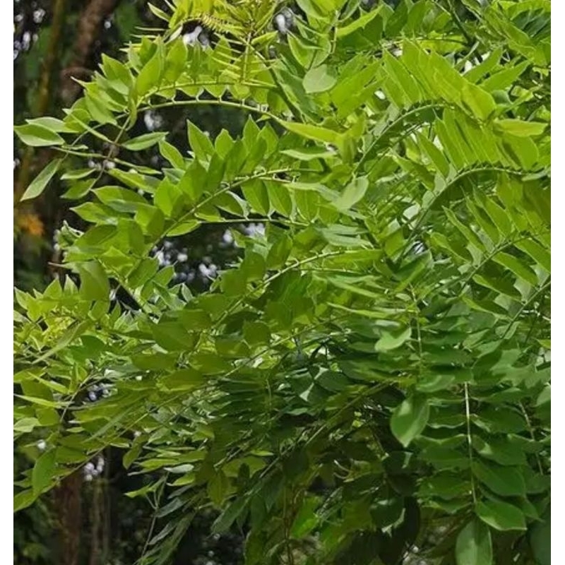

Daun gamal fres 1kg beli 5kg bonus bibit gamal 3pcs