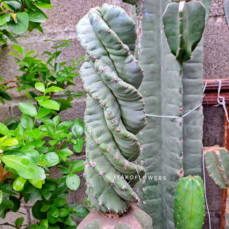 KAKTUS CEREUS FORBESII CV. SPIRALIS | IYAKO FLOWERS