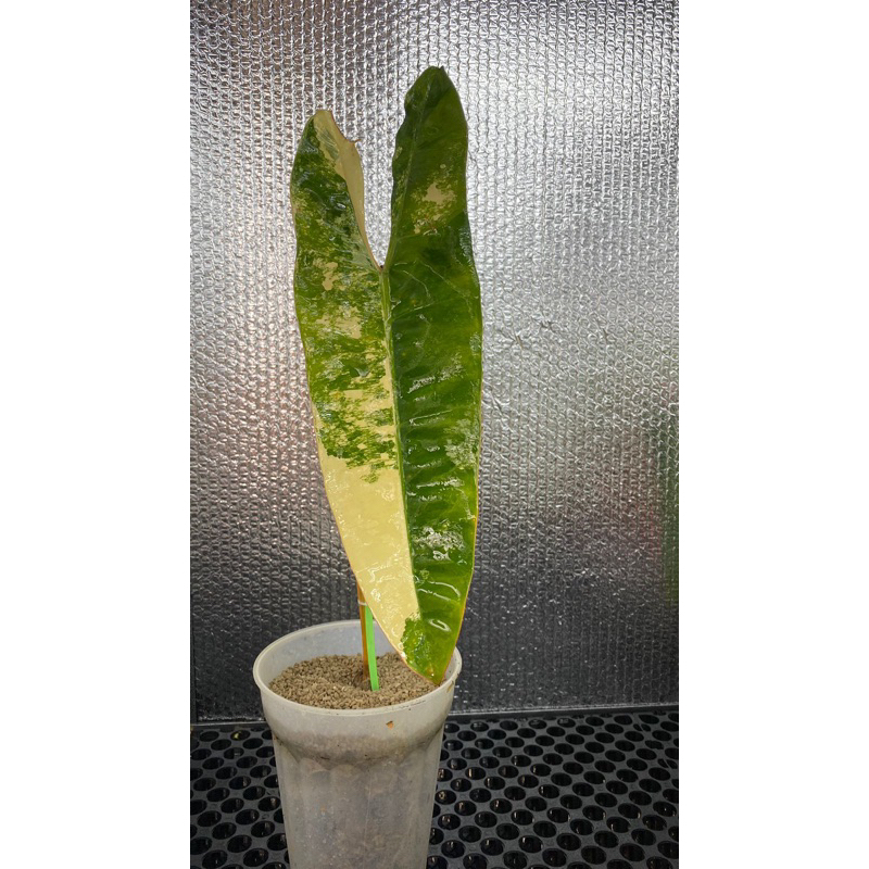 Philo Billietiae Variegata