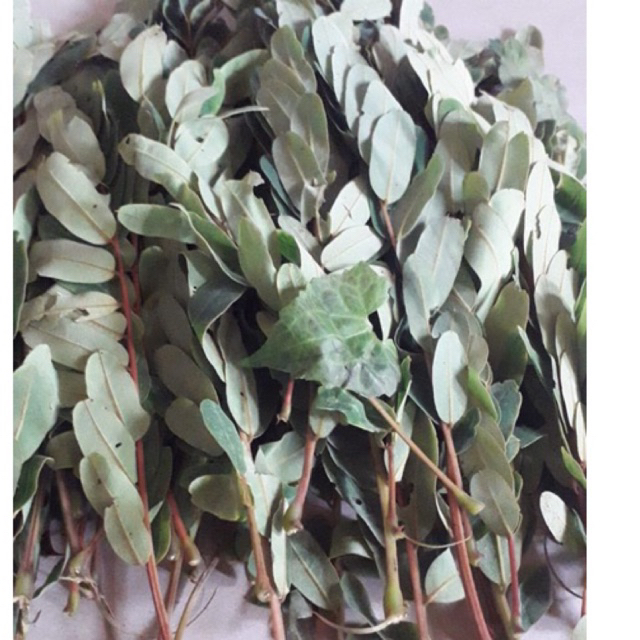 

DAUN JOHAR SEGAR 500gr