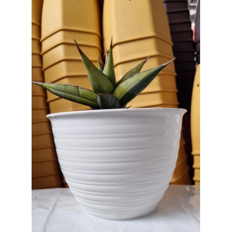 pot tawon putih SS/pot tawon putih 25