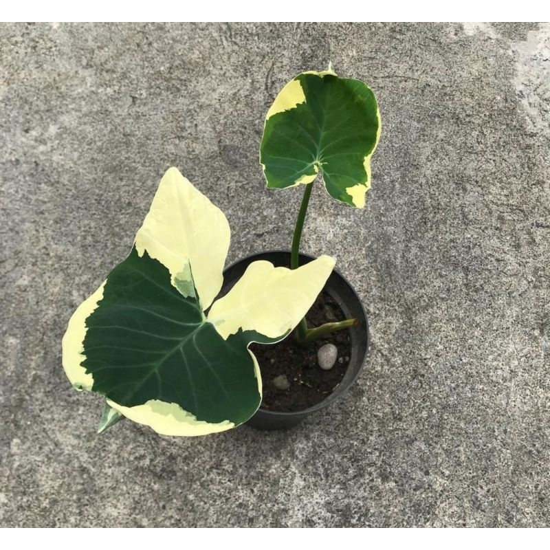 [BISA COD] tanaman xanthosoma atrovirens varigata tanaman keladi Kantong semar