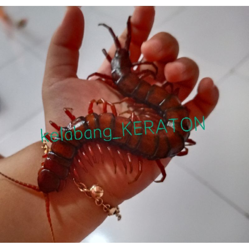 Kelabang Pakan Arwana ukuran SEDANG 9-11cm...MINIMAL 10 EKOR