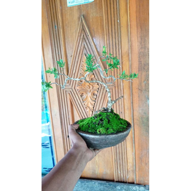 bonsai bunjin santigi mame
