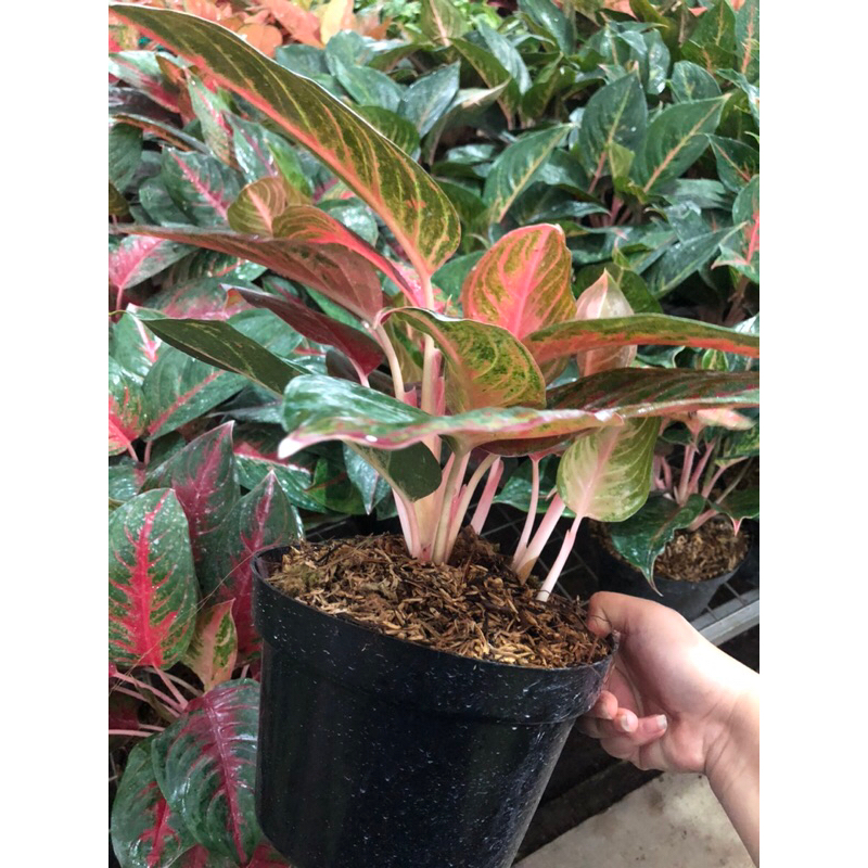 Aglaonema Red Maroon rumpun