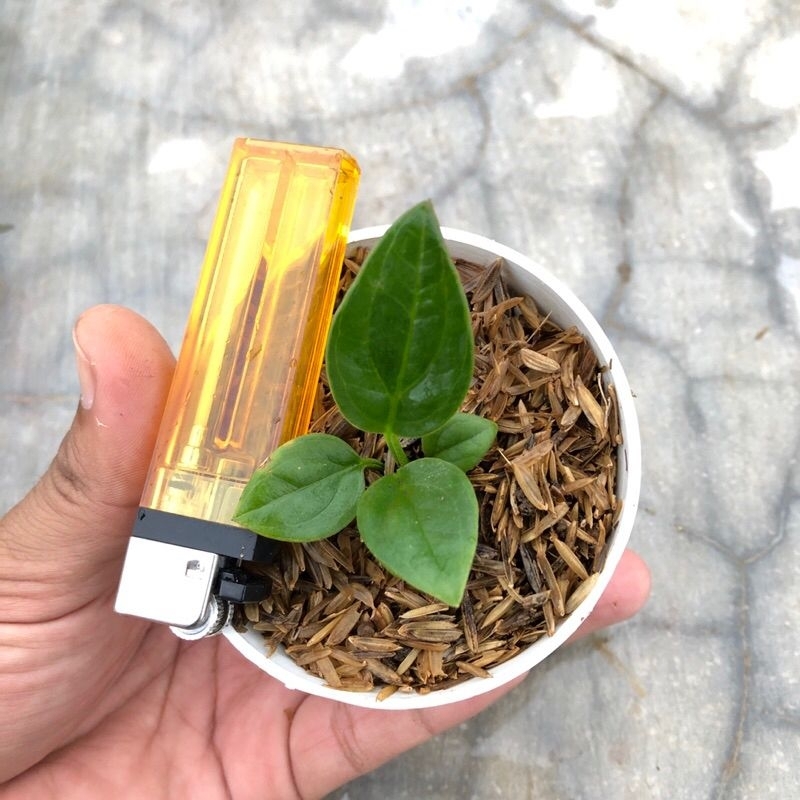 KEBUN DZAKI - Anturium Jemani Cobra Batik