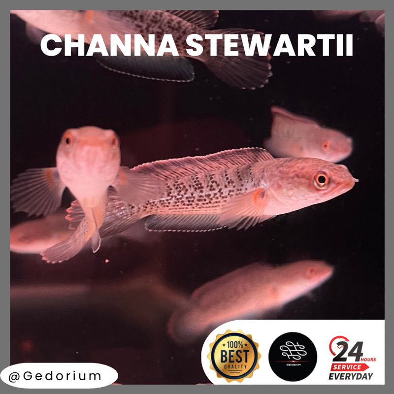 Channa Stewarti/Stewartii/Stewarty Grade A (Bisa COD) garansi hidup