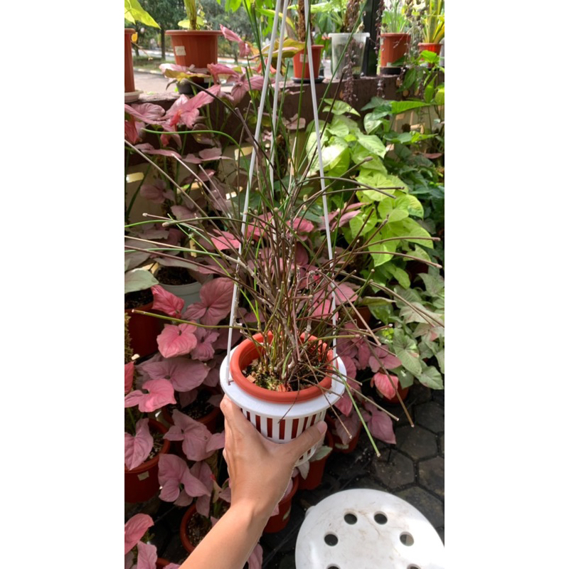 Hoya spartioides (Pesanan Mbak Christie)