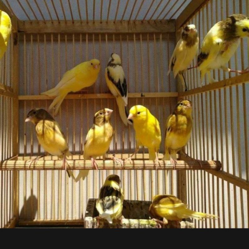 kenari af betina siapan