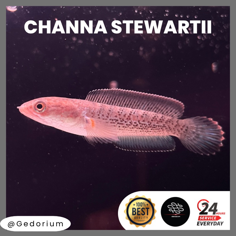 Channa Stewarti/Stewartii/Stewarty Grade A (Bisa COD) garansi hidup