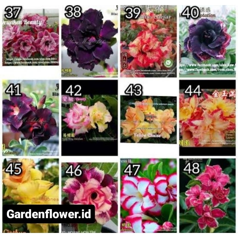 TERLARIS  New produk Benih Adenium Kamboja Jepang Unik