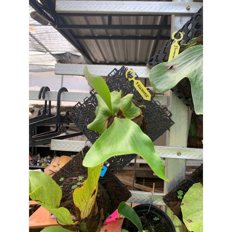 platycerium ellisotis