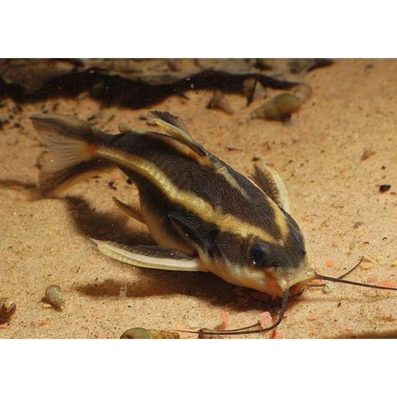 Platydoras catfish