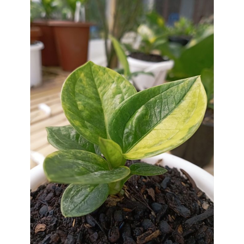 anthurium jemani mangkok variegata superbowl