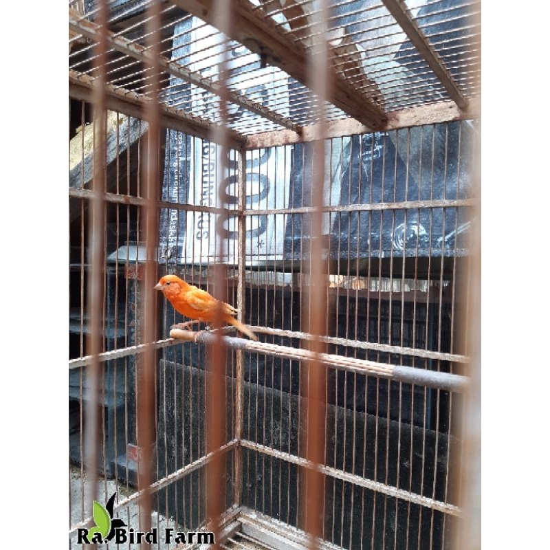 Kenari Merlok,warna alami genetik hasil breeding