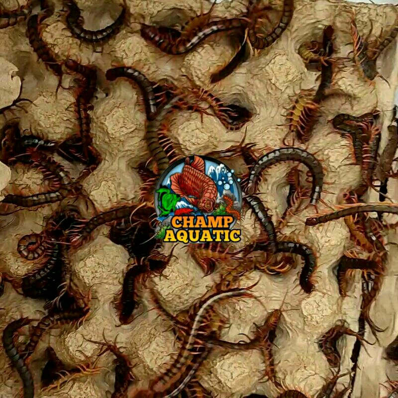 Lipan Merah Murah Terlaris KELABANG HIDUP / LIPAN HIDUP / KELABANG PAKAN IKAN ARWANA DAN PREDATOR