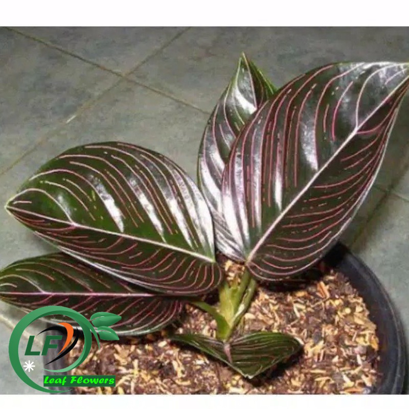 (BISA COD) PROMO Aglonema rotundum aceh dewasa - tanaman hias aglonema rotundum aceh