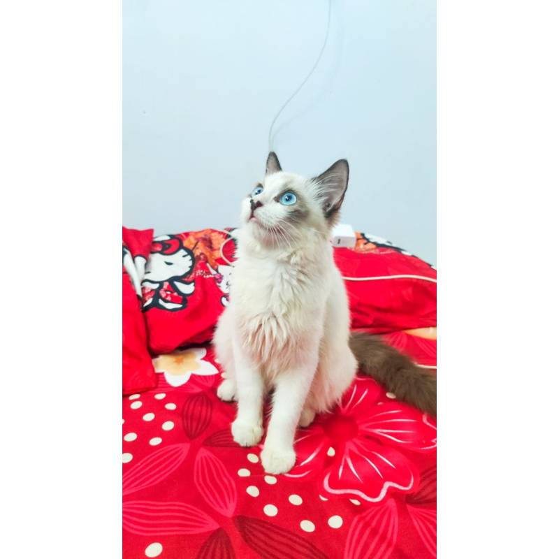 kutten ragdoll betina 6 bln