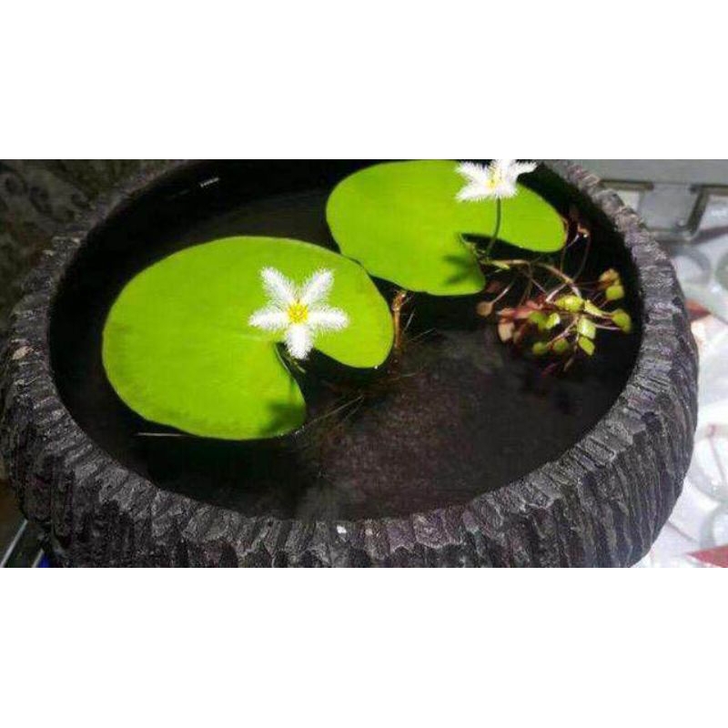 DAUN NYMPHOIDES~DAUN TERATAI SALJU~DAUN TERATAI KAPAS~HIASAN KOLAM IKAM