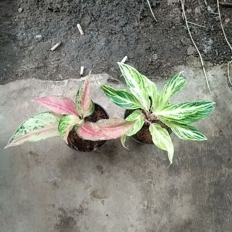 paket 2 btg aglonema white sunset dan aladin