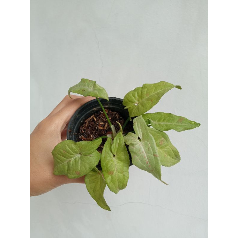 syngonium milk confetti singonium