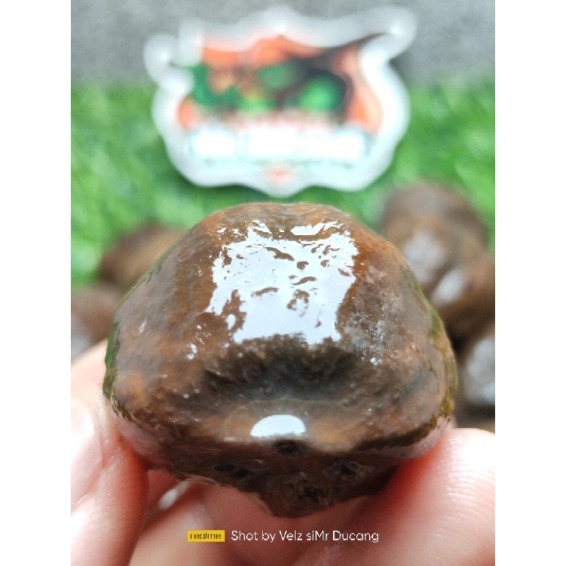 MUNCANG ADU JALIM ANAK GURAME ORI ( GURAME JUNIOR)