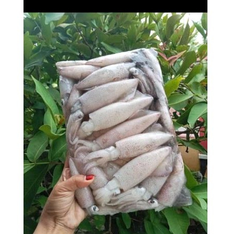 

cumi segar kemasan 1 kg