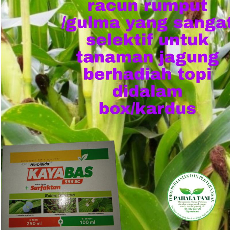 KAYABAS 555ec/racun rumput/hama rumput tanaman jagung
