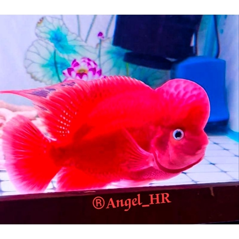 HR-Burayak SPR red monkey line thailand size 3-5cm