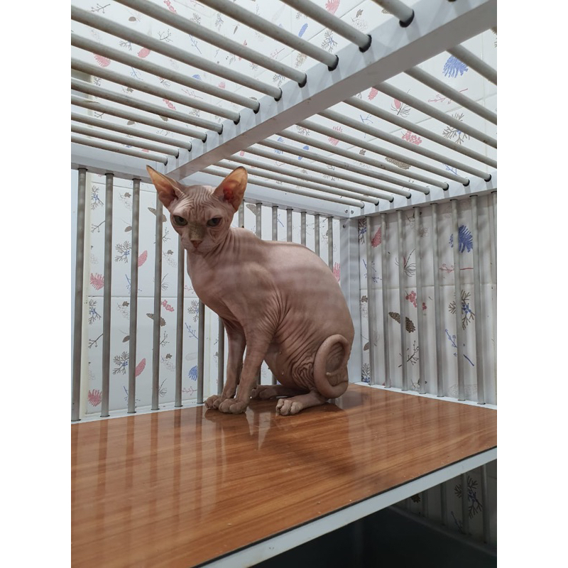 kucing sphynx