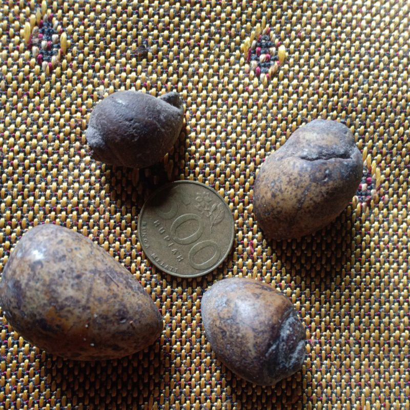 BATU FOSIL KEONG / TUTUT ASLI ALAM