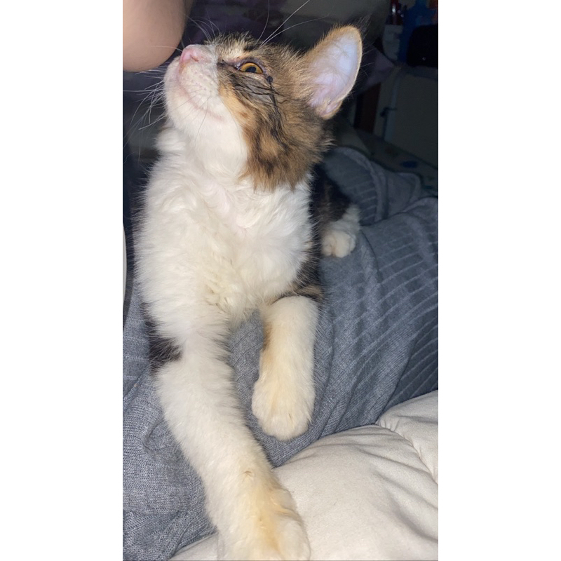 open adopt medium persia cat kucing manja umur 3 bulan