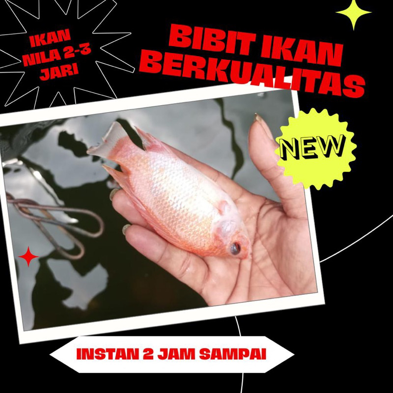 bibit ikan nila 2-3 jari