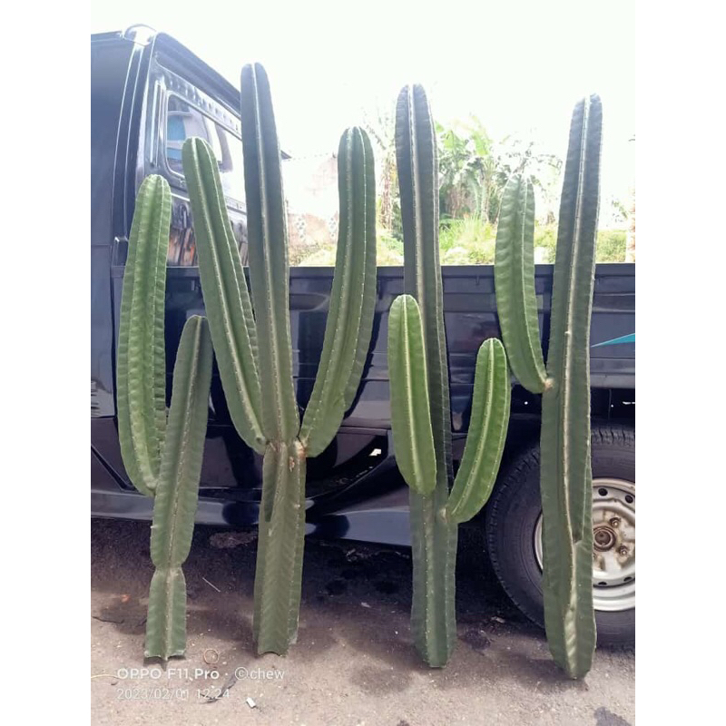 kaktus koboi bercabang