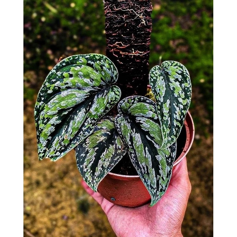 Tanaman Hias Scindapsus Tri Color / skindapsus tri colour  / skidapsus sirih Gading tricolor tri kol