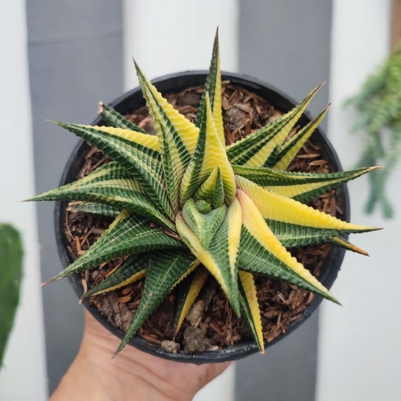 Haworthia Limifolia Variegata | DP 10cm