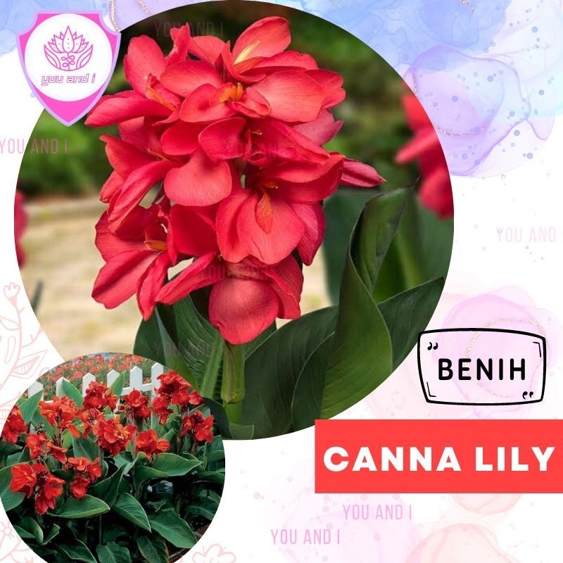 Benih CANNA LILY MERAH - Biji Bunga Kana