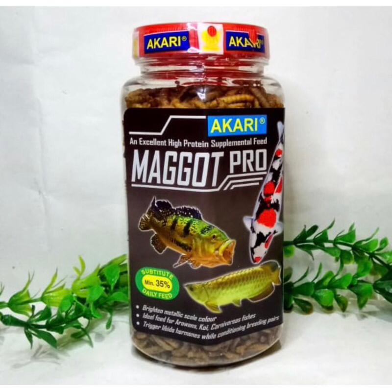 AKARI MAGGOT PRO 40GR 130GR MAKANAN OSCAR CHANNA DAN PREDATOR