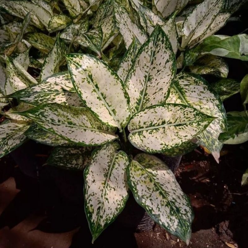 Aglonema Snow white Dewasa