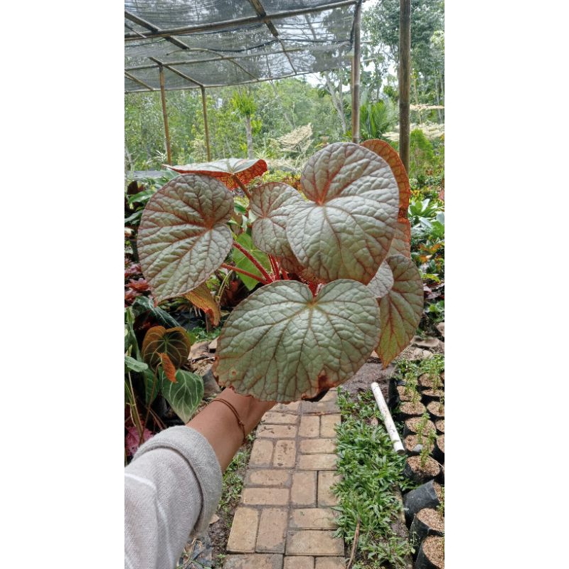 Tanaman Hias Begonia Dollar Silver/begonia perak