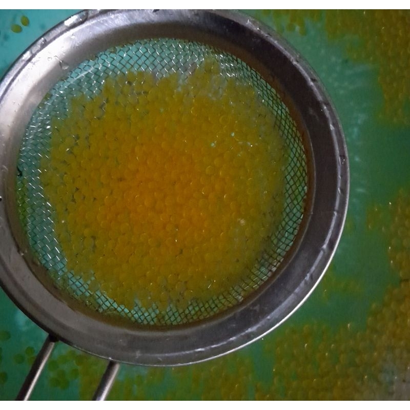 PAKET 1000 EKOR LARVA / TELOR GURAME PADANG