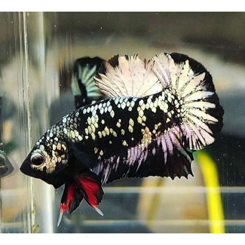 cupang avatar cooper top grade