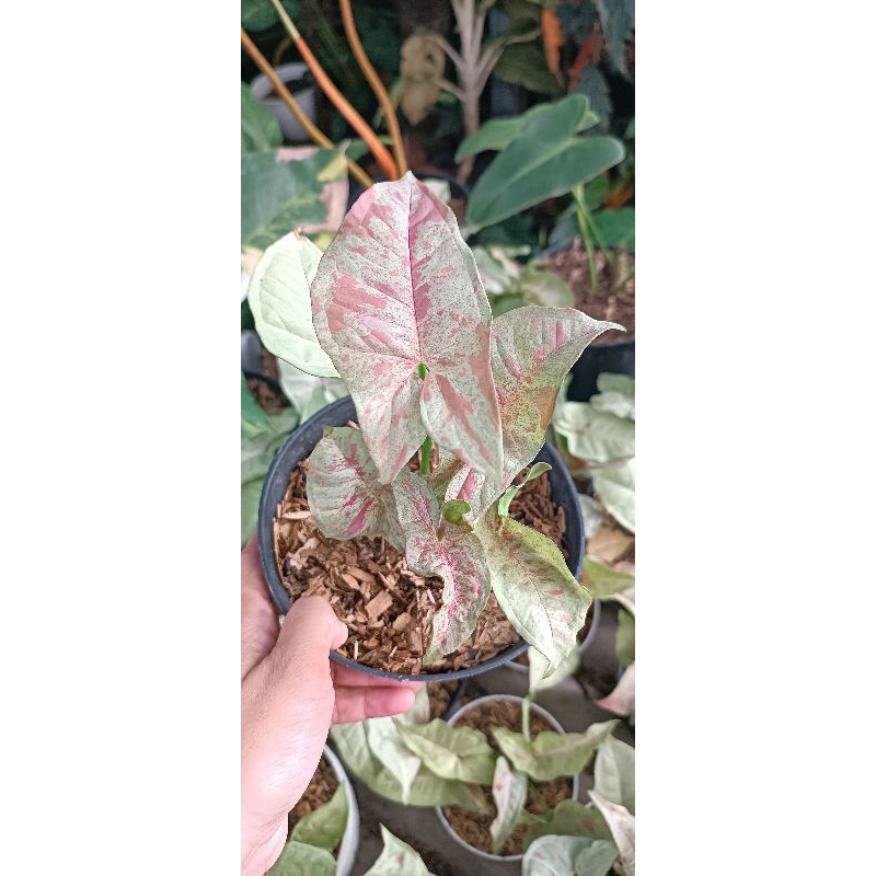 singonium milk confetti